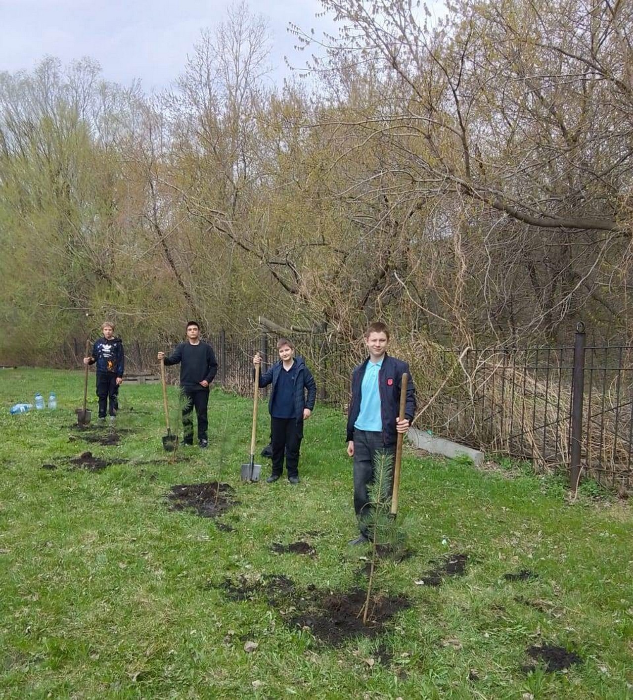 Сосны.jpg