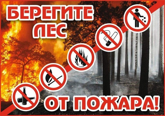 лес.JPG